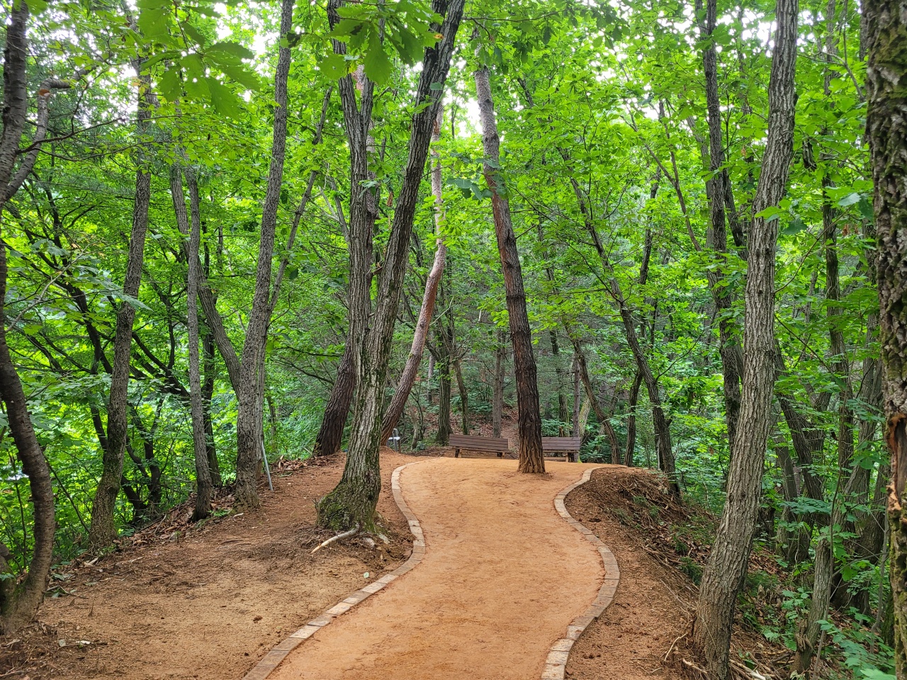 숲속의 맨발걷기(어싱) 황톳길 개설
